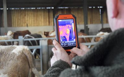 Could thermal imaging transform livestock health management?