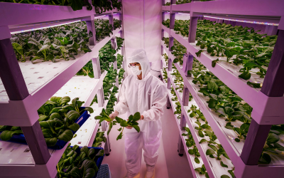 Is Growing Food Indoors the Future of Farming?